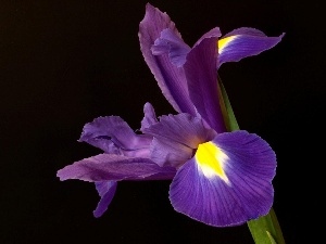 iris, Violet