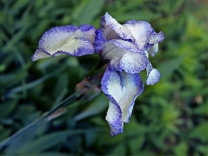 iris, Violet