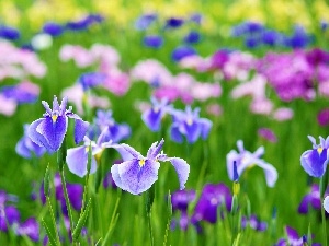 color, Irises, Flowers