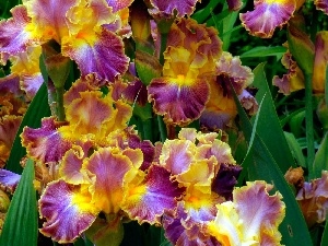 Irises, color