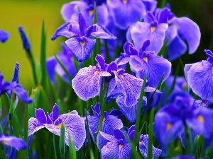 Flowers, Irises, Blue