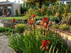 Irises, Red, Houses, Garden