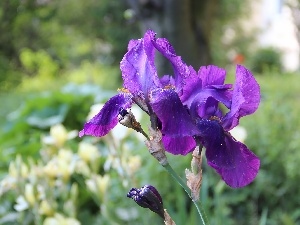 Irises, purple