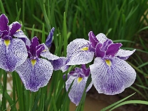 Irises, purple