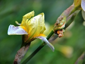 Irises, Yellow