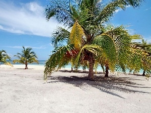 Island, Palms, Ocean, Dominican Republic, Beaches
