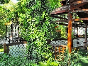 arbour, ivy, Garden