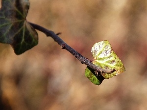 leaf, ivy, young