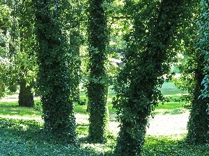 ivy, Wooded, trees, viewes