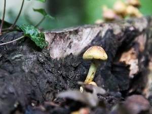trunk, ivy, mushroom