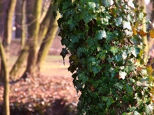 Wooded, ivy, trees