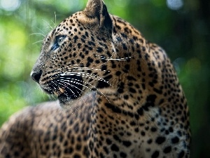 Leopards