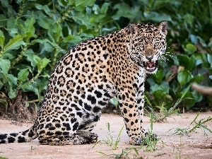 Jaguar, dangerous