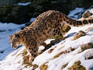 Stones, Snow leopard, snow