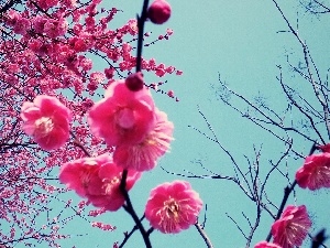 cherry, Japan, Blossoming
