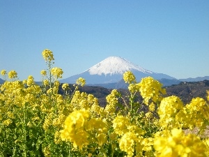 Japan, Fuji, Flowers, mountains