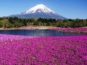 Japan, floral, volcano, carpet