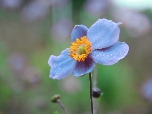 Japanese anemone