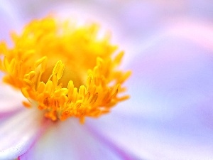 japanese, Colourfull Flowers, anemone