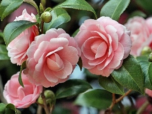 Japanese, camellia, Colourfull Flowers, Pink