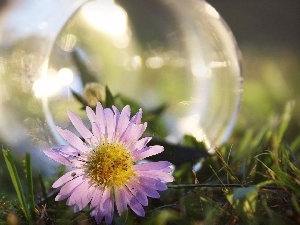 glass, jar, daisy