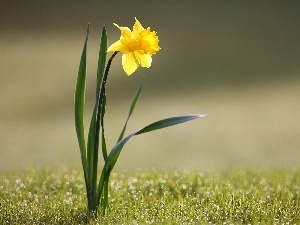 jonquil, spring