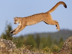 rocks, jump, cougar