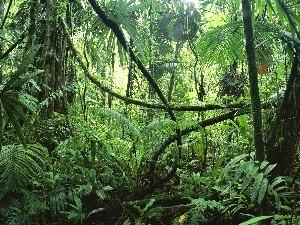 jungle, landscape