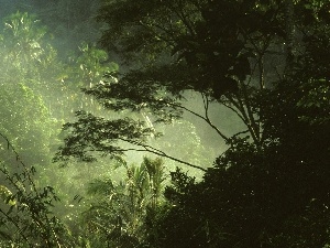 jungle, forest, trees, viewes