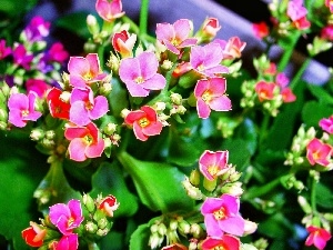 Kalanchoe