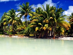Kiribati, Palms, sea, Coast