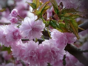 Rising, kirsch, Flowers