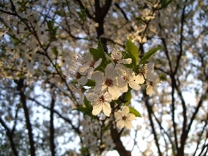 sapling, kirsch, Flowers