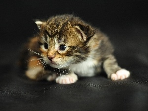 kitten, Maine Coon, honeyed