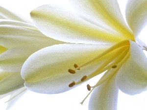 Flowers, Kliwia, White