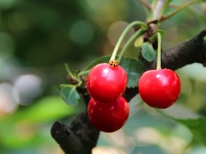 ladybird, cherries, maturing, Red