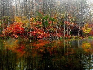 lake, viewes, autumn, trees