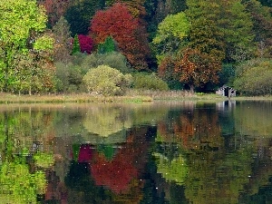 forest, lake, autumn