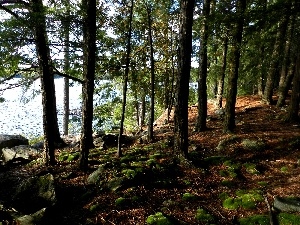 mosses, lake, forest