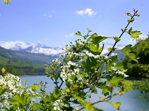 lake, kirsch, twig, Flowers