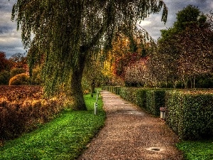 lake, viewes, Willow, trees