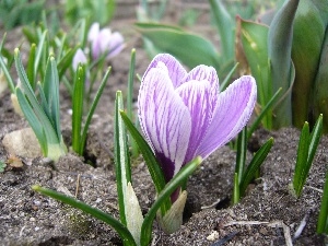 crocus, land, Violet