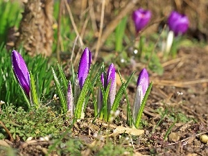 land, grass, crocuses, purple