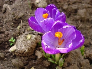 land, crocuses