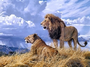 lions, landscape, cats