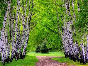 forest, lane, birch