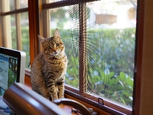 laptop, desk, kitten, Window