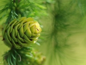 larch, cone