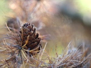 larch, cone