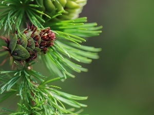 larch, cones